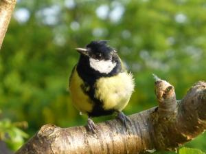 Great Tit
